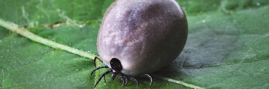 Borréliose de Lyme et prévention des piqûres de tiques